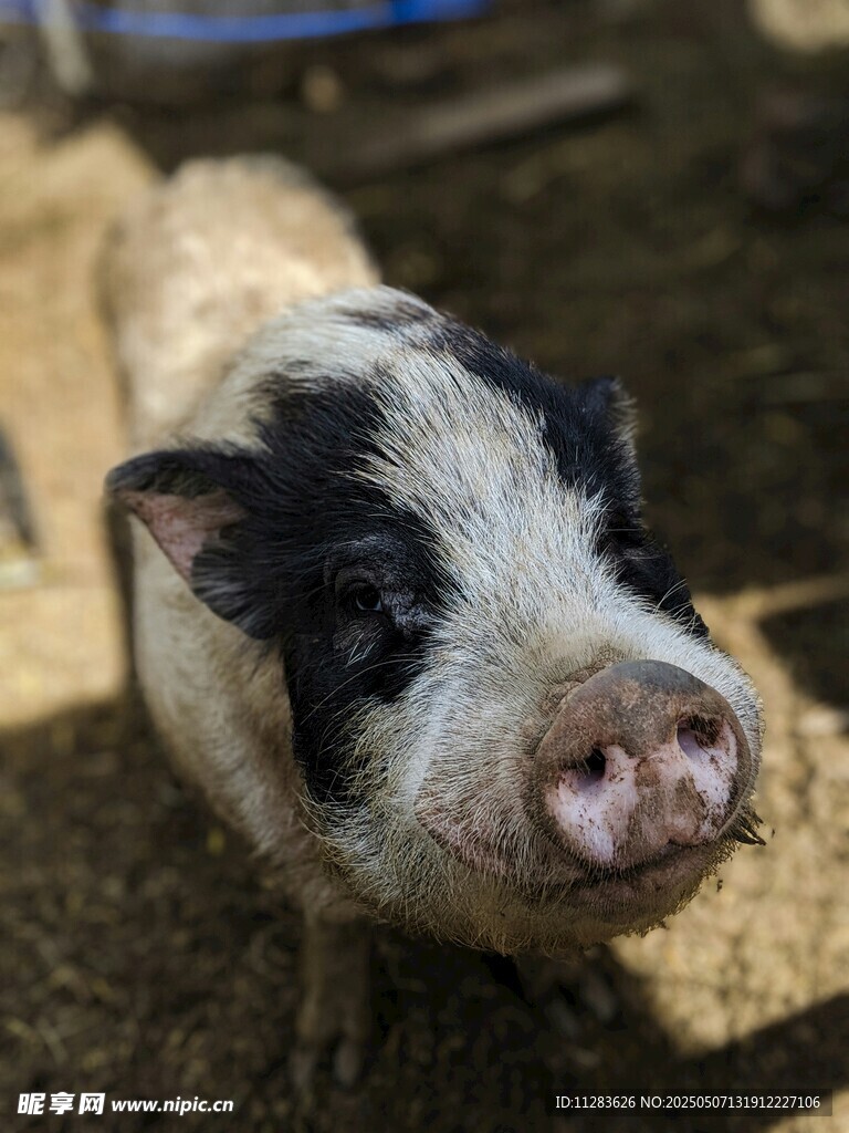可爱小猪特写