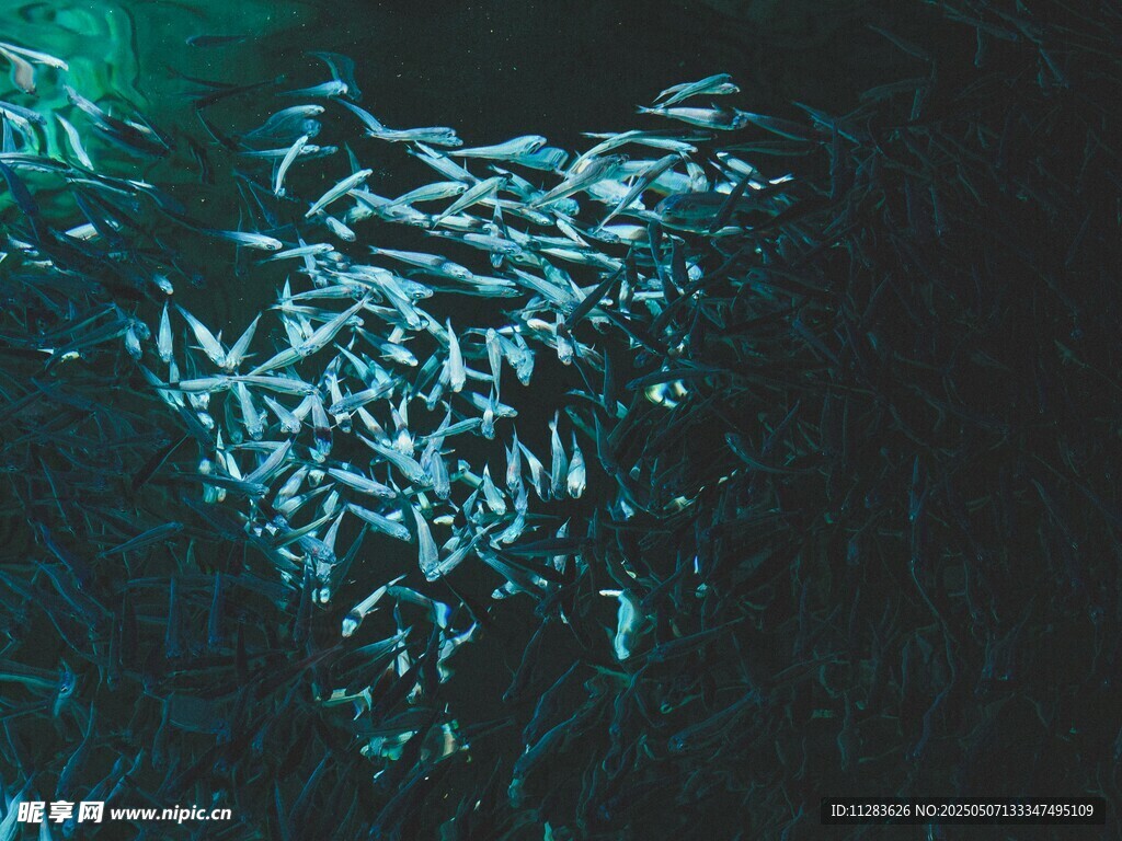海洋中密集的鱼群景观