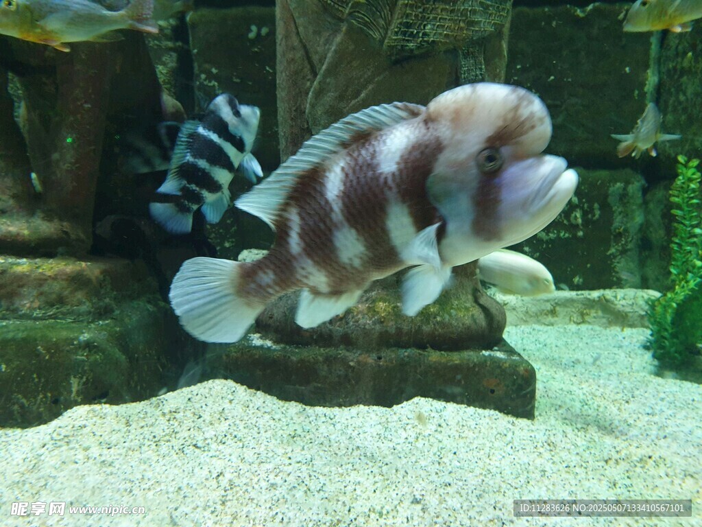 条纹观赏鱼于水族箱中