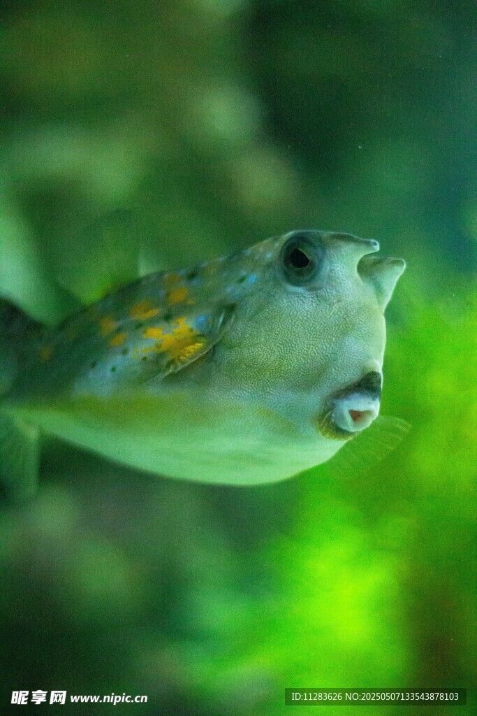 可爱斑点河豚特写