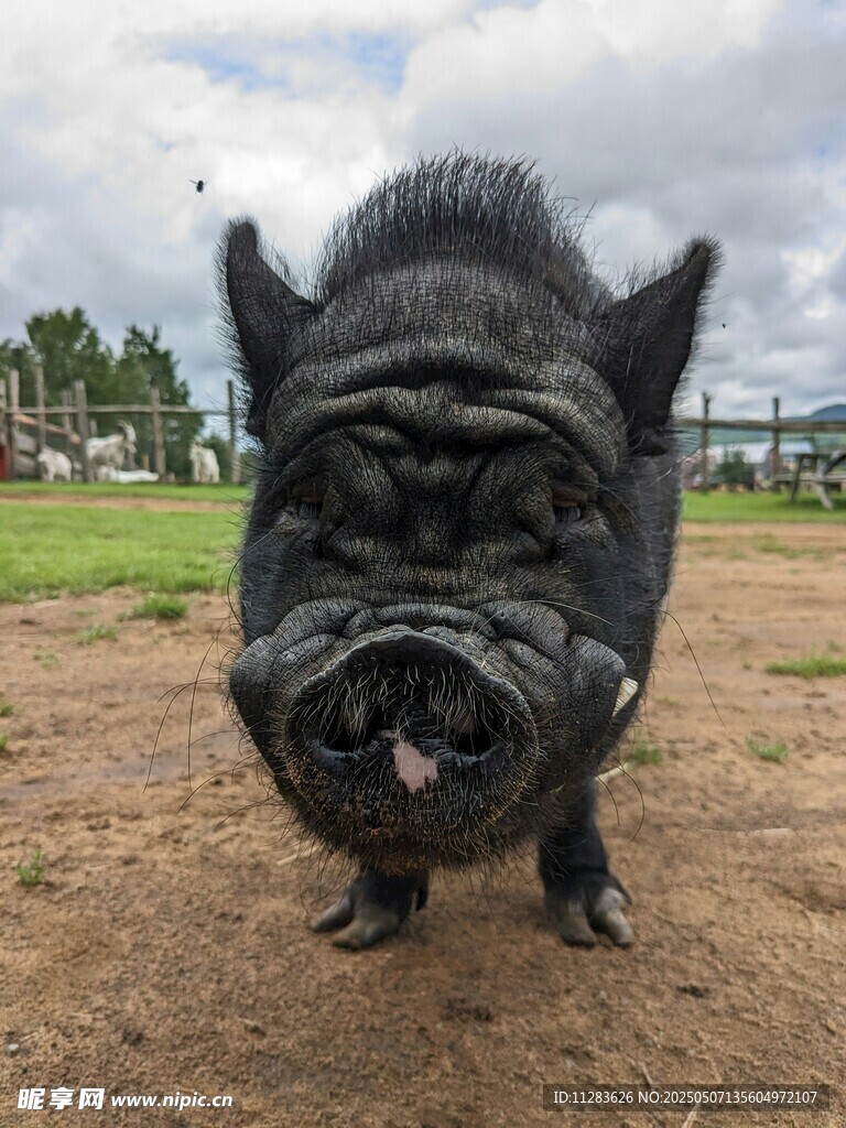 黑猪特写