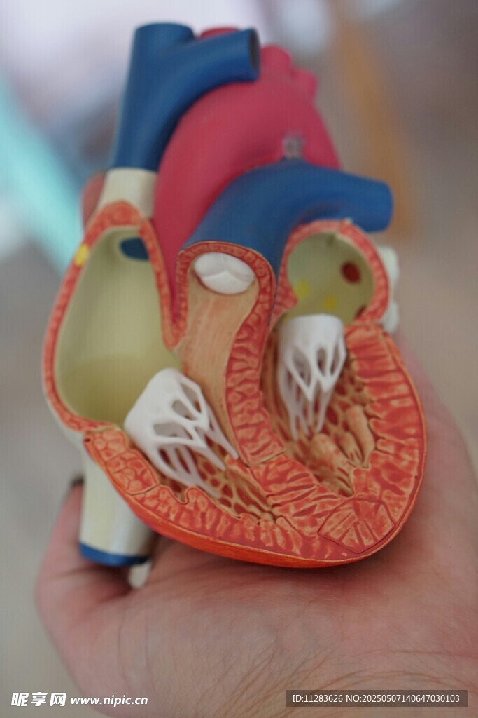 心脏模型展示