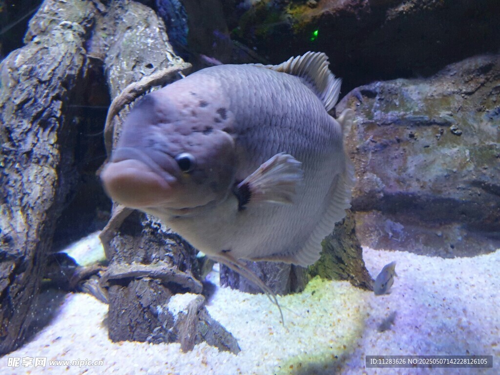 水族馆中的大鱼特写