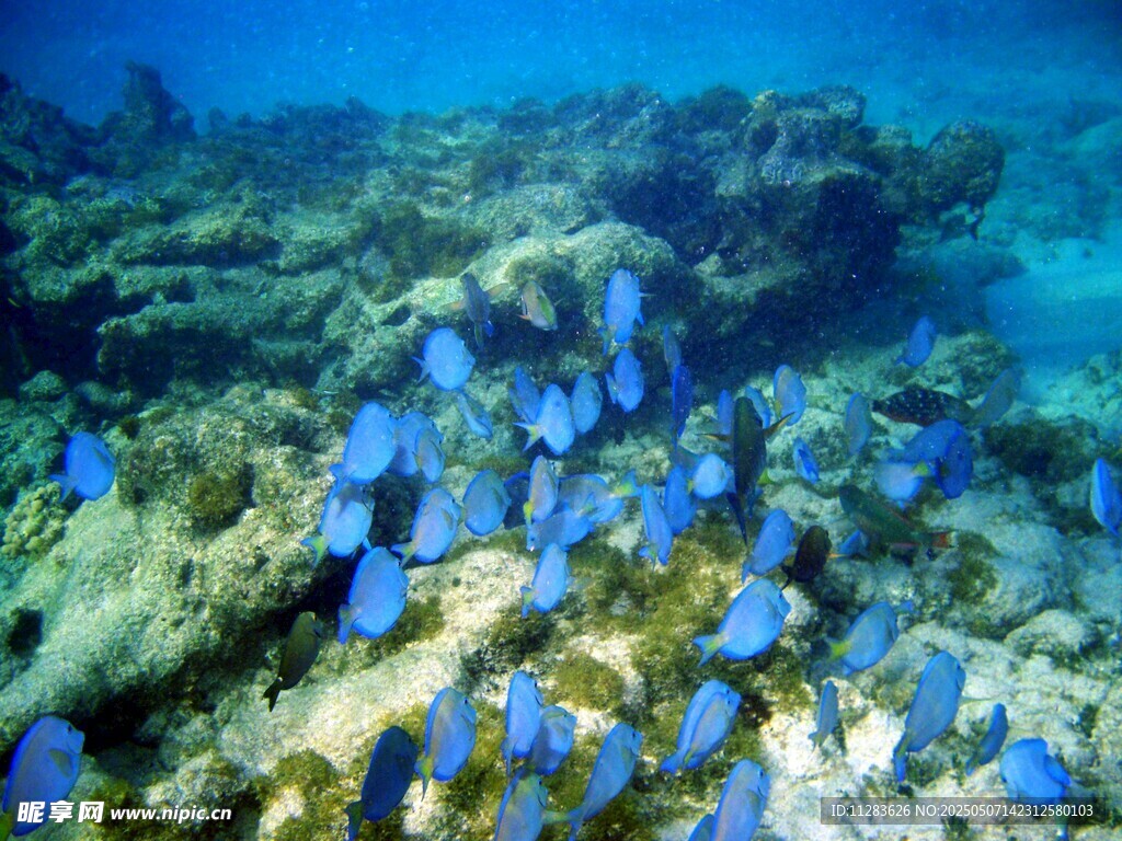 海底蓝鱼群畅游珊瑚间