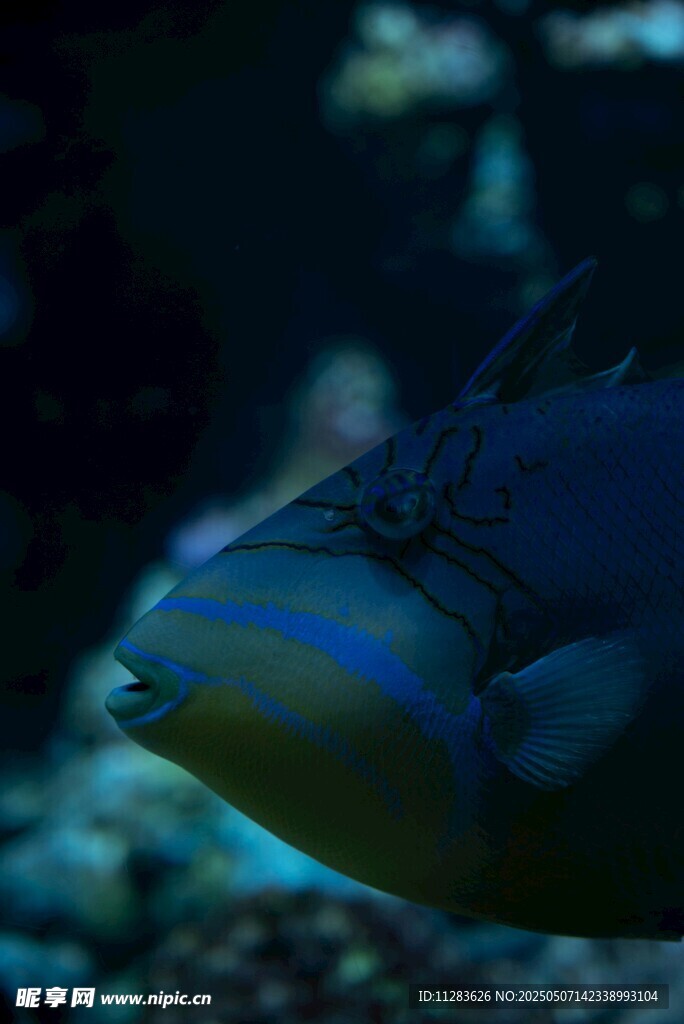 水族馆中的蓝色鱼类特写