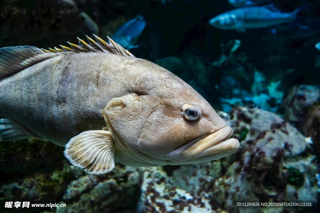 水族馆中的大石斑鱼