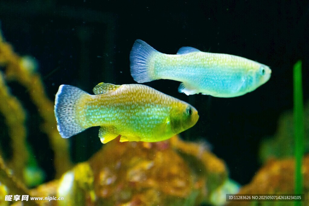 灵动双彩鱼畅游水族世界