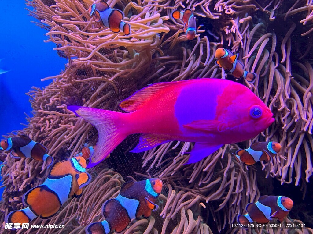 海底艳丽鱼与多彩珊瑚