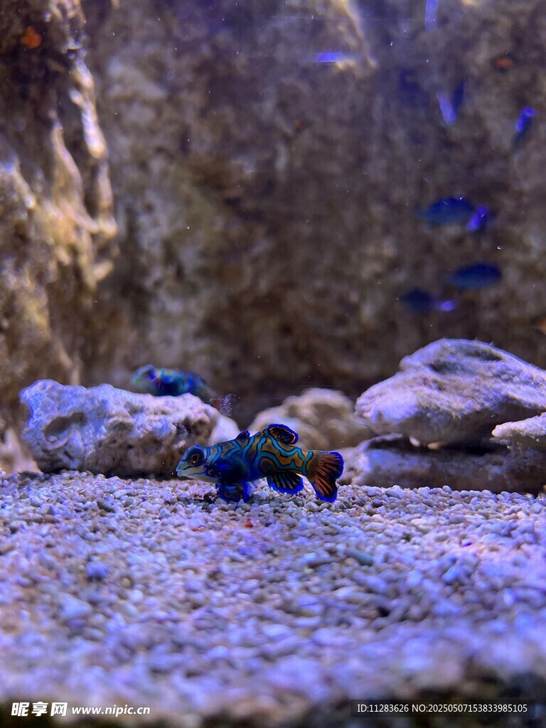 水族箱中的多彩石头与小鱼
