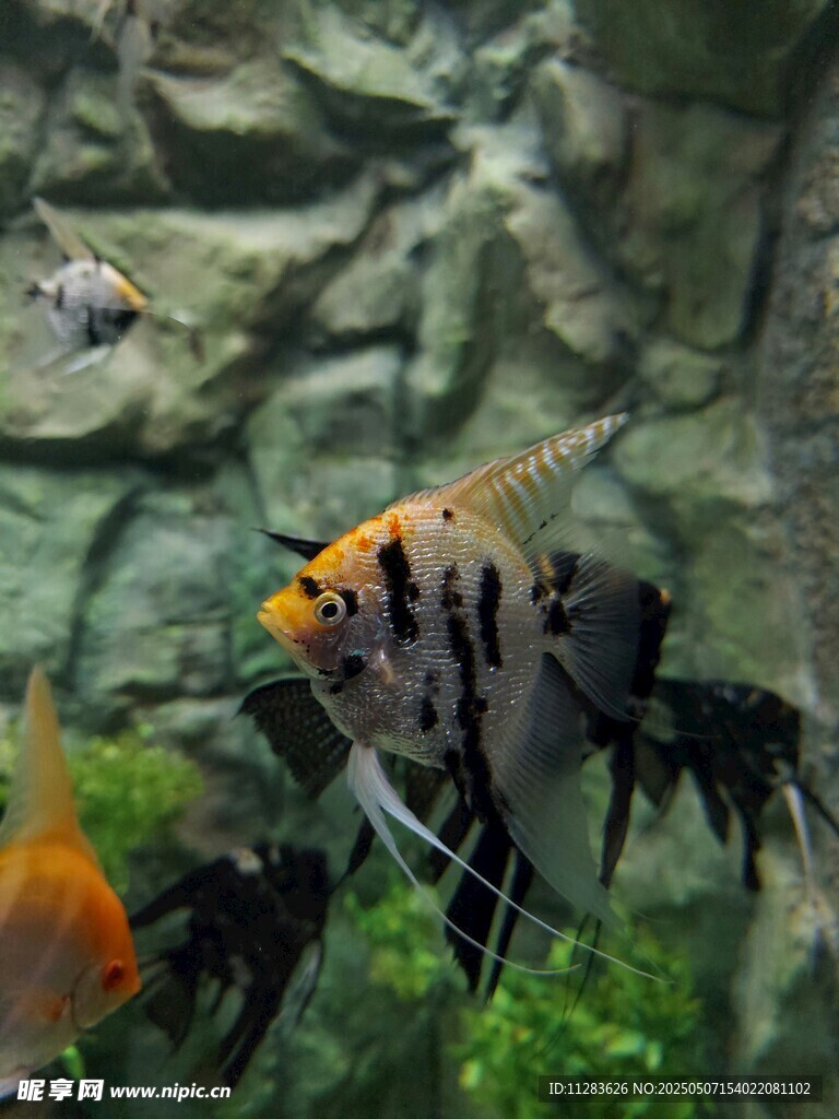 水族箱中的多彩观赏鱼