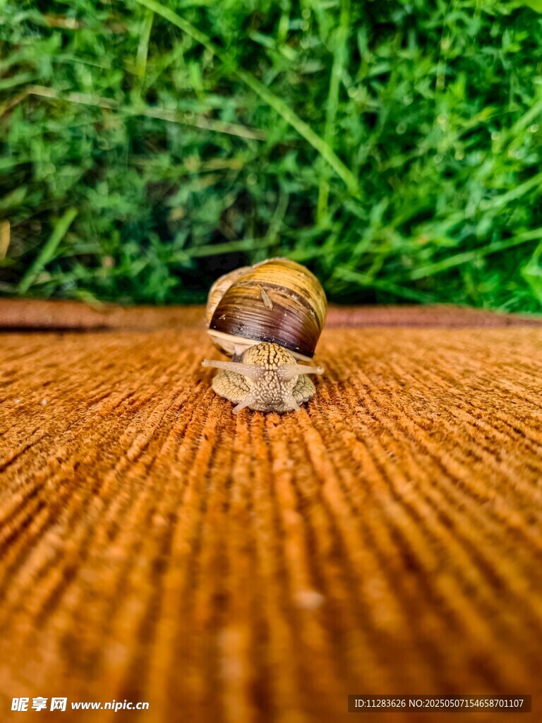 木桌上的小蜗牛