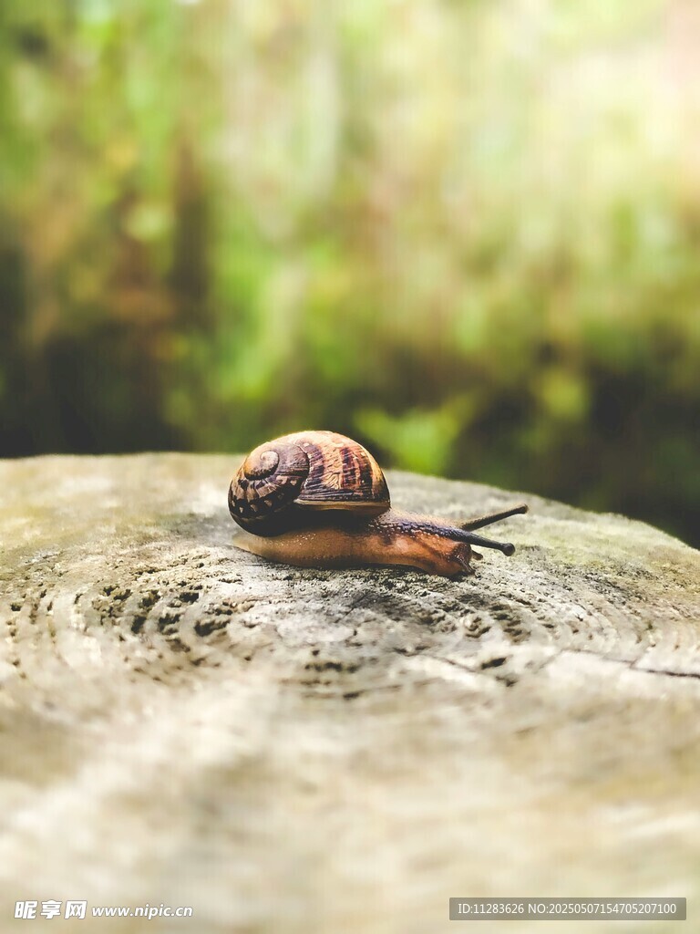 石上蜗牛