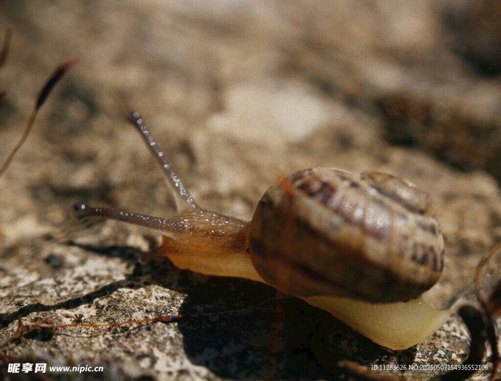 爬行的蜗牛