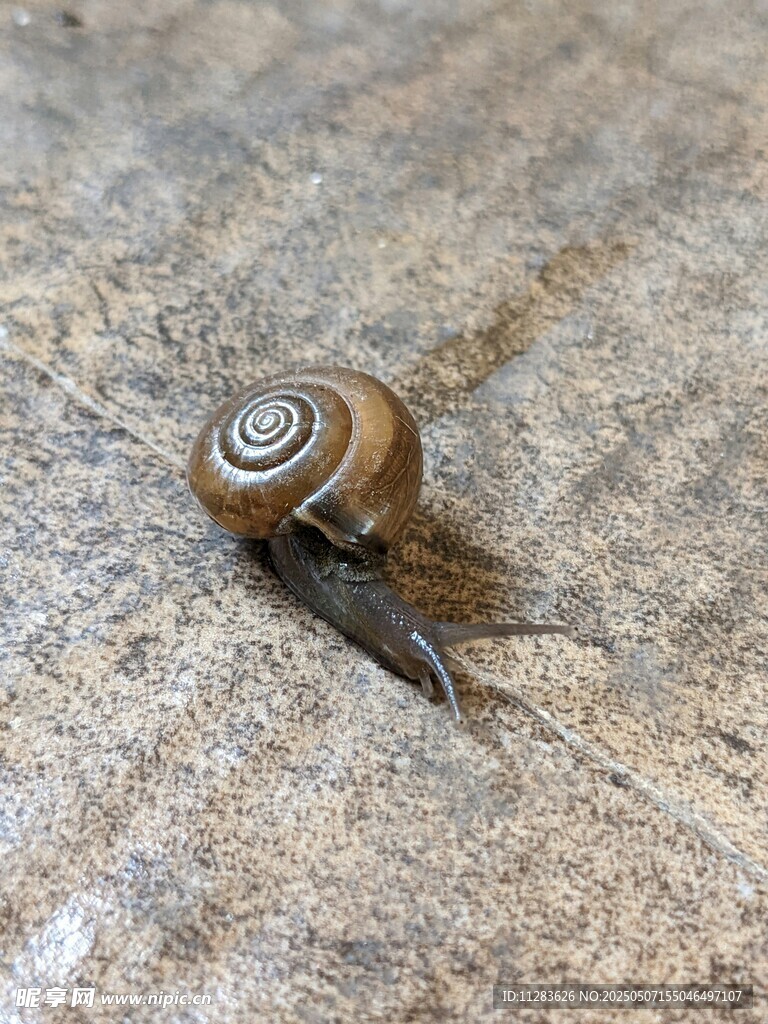 爬行的蜗牛