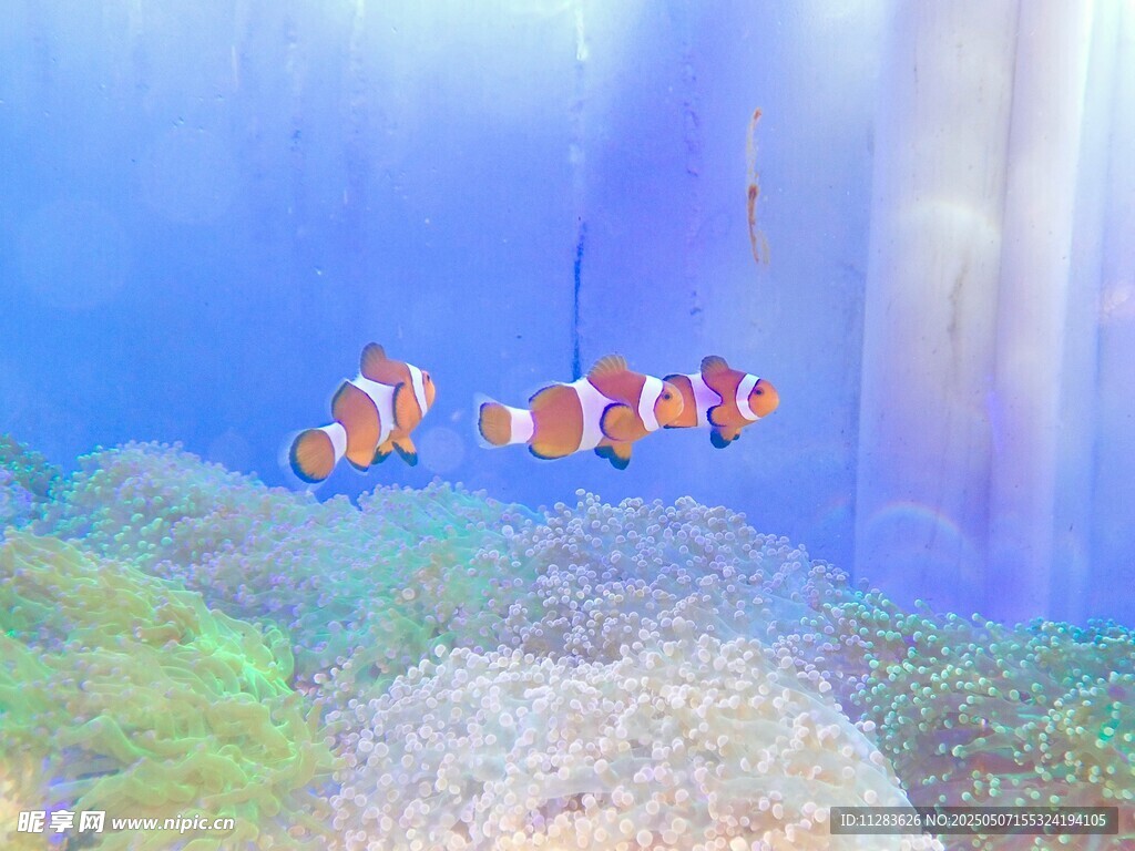 海底游动的可爱小丑鱼