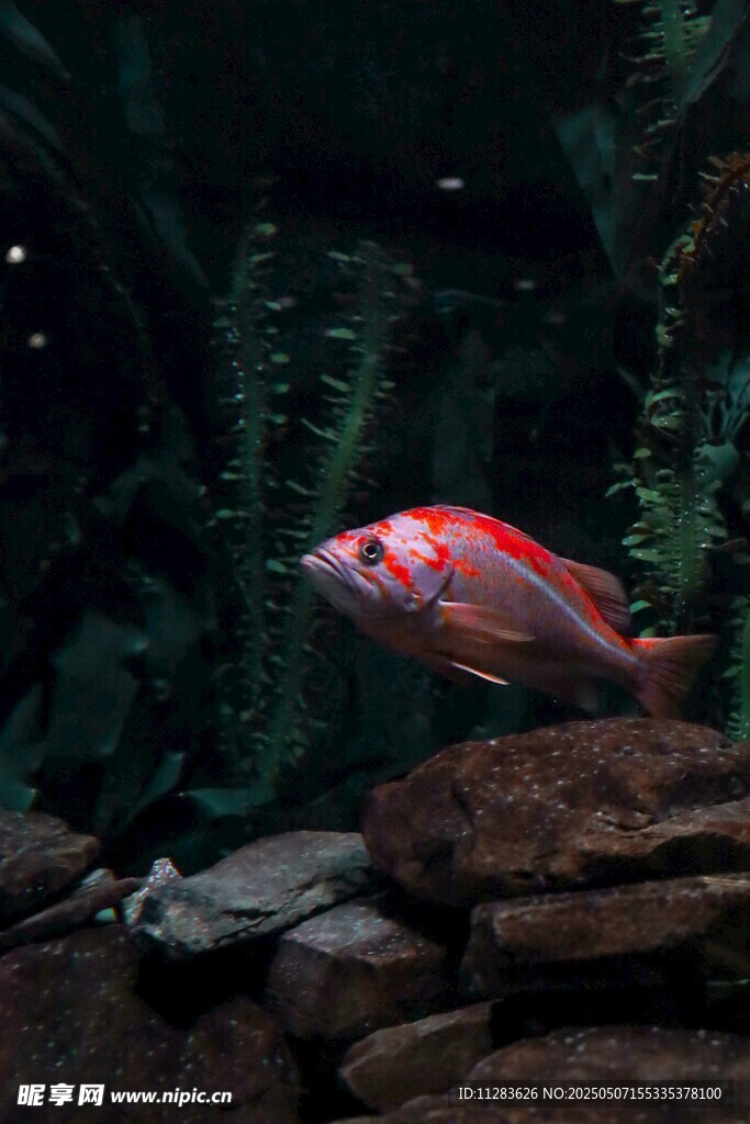 水族箱中的艳丽红鱼