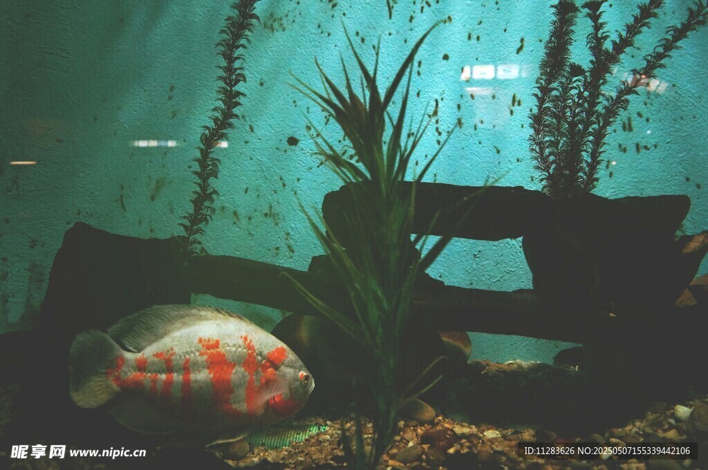 水族箱中的多彩鱼类景观