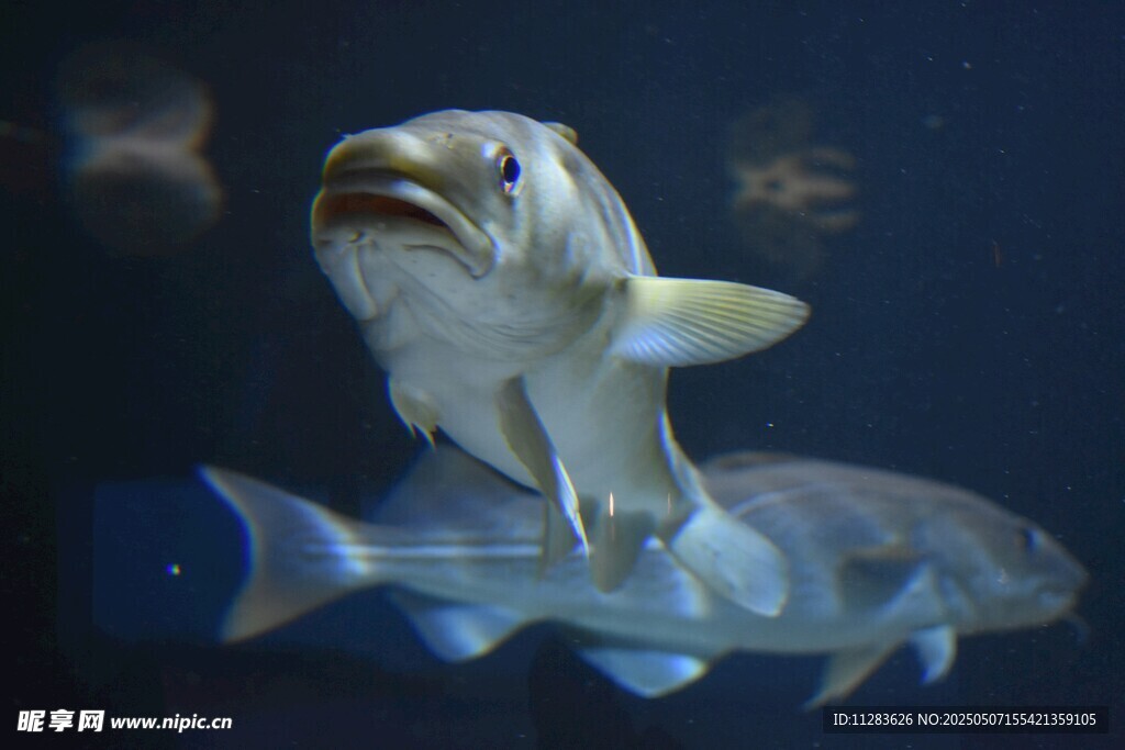 水族馆中灵动的鱼类