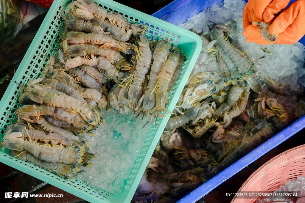 鲜活海虾待售