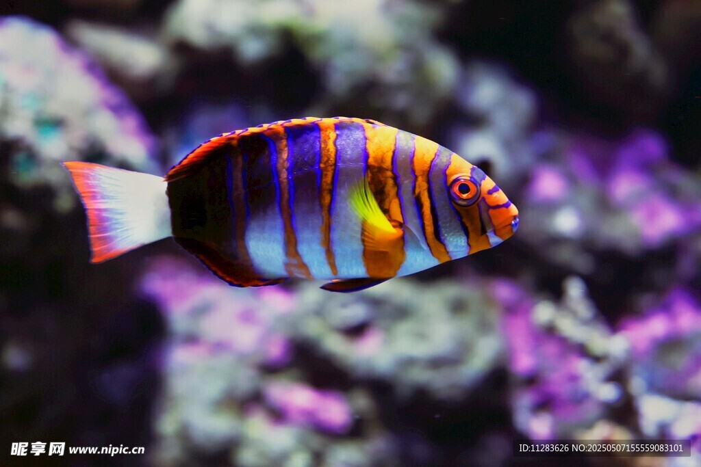 多彩条纹海鱼