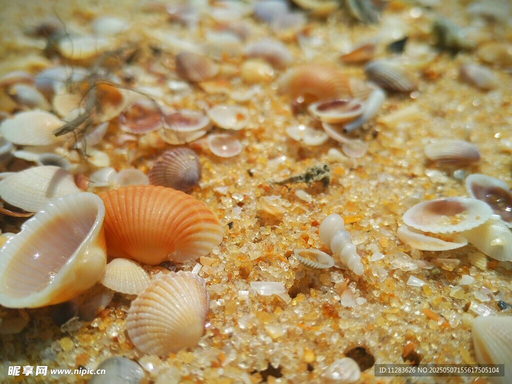 沙滩上散落的多彩贝壳