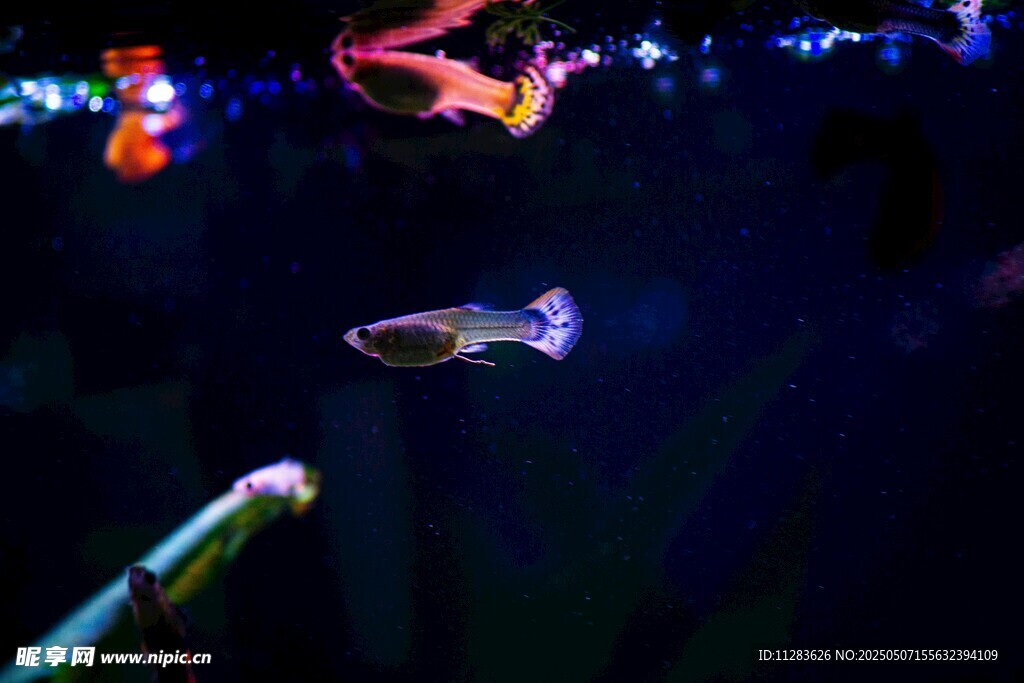 灵动游鱼点亮梦幻水族世界