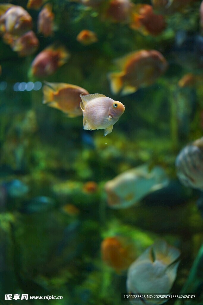 多彩水族馆中的灵动鱼儿