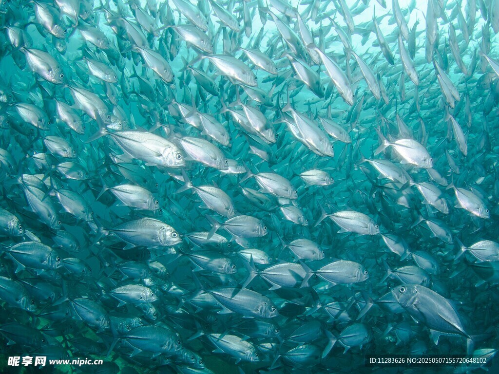 海洋中密集的鱼群景观