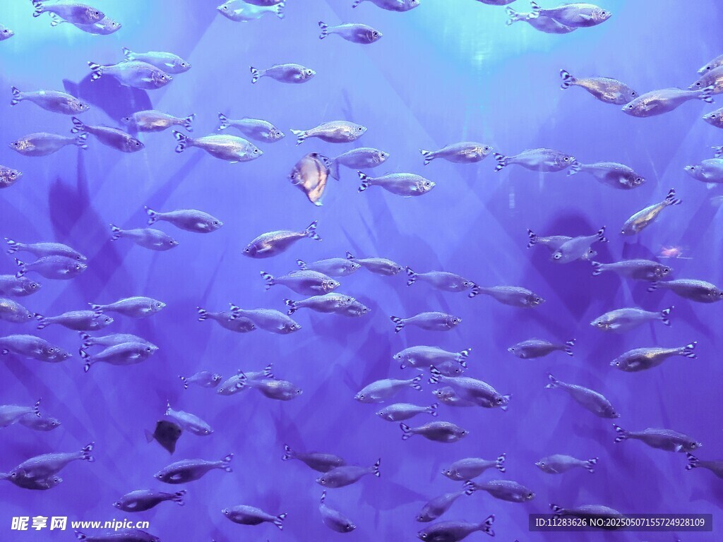 梦幻海底鱼群畅游景象