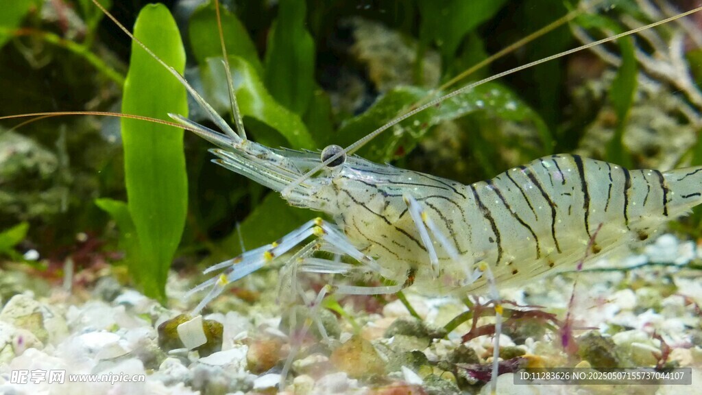 水族箱中的透明观赏虾