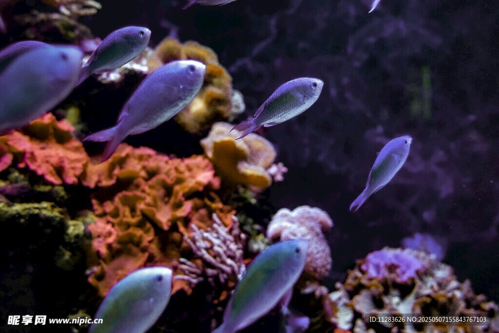 海底多彩鱼群与珊瑚景观