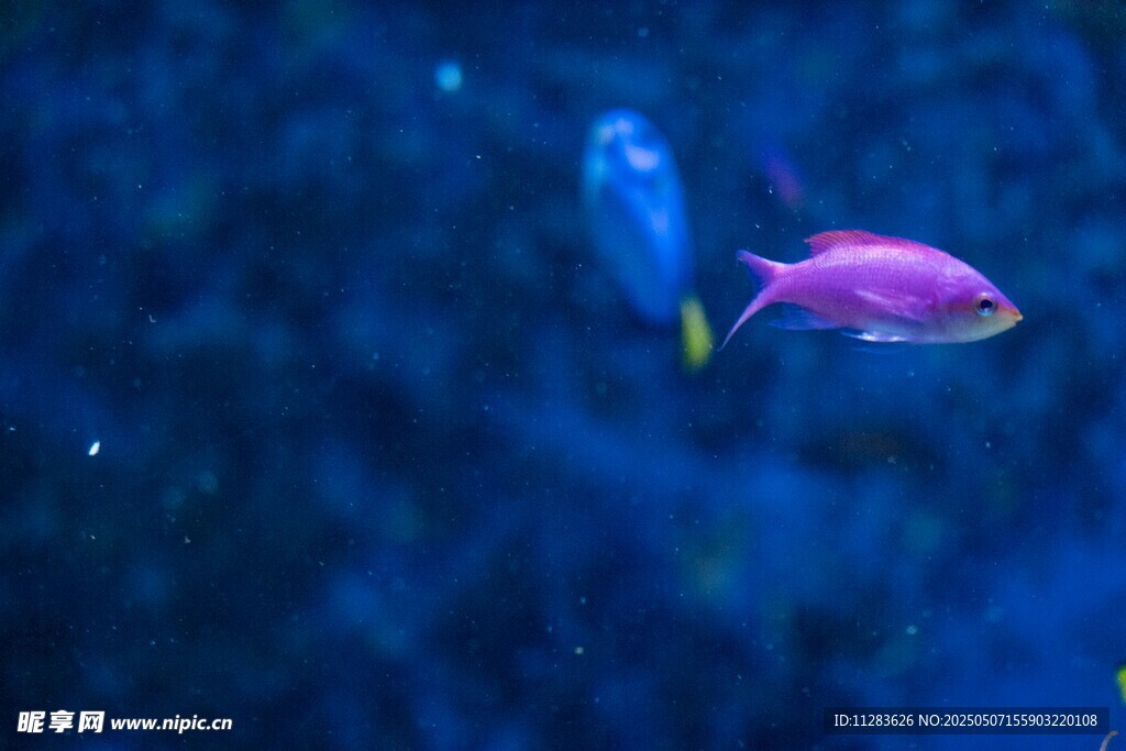 深海中的梦幻紫色小鱼