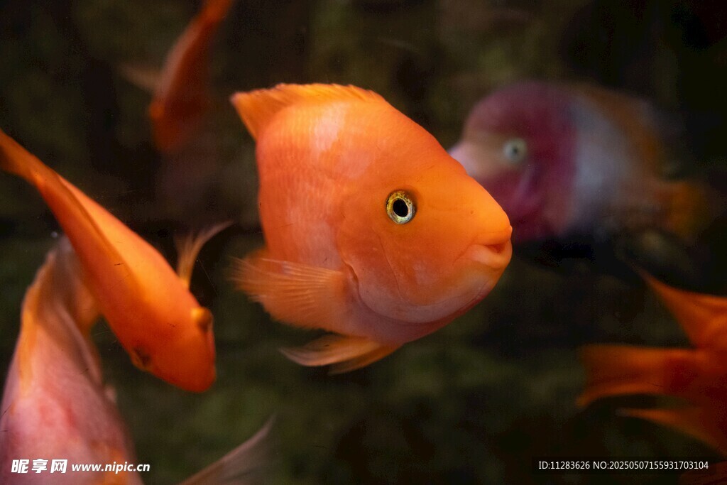 水中畅游的鲜艳观赏金鱼
