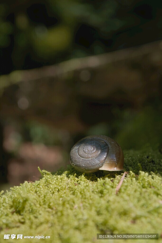 苔藓上的小动物