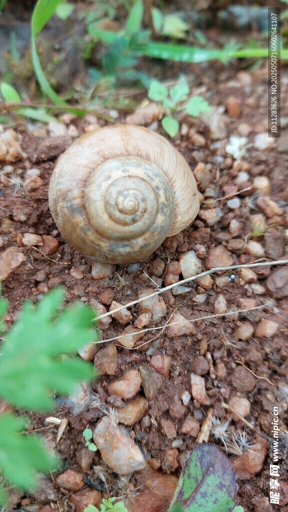 地面上的螺旋纹蜗牛壳