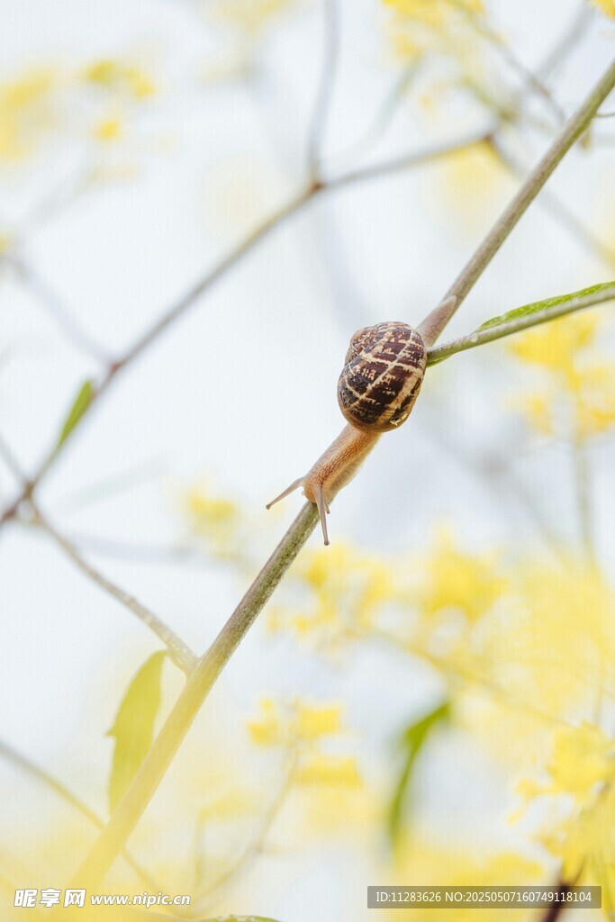 蜗牛栖息于黄色花枝上