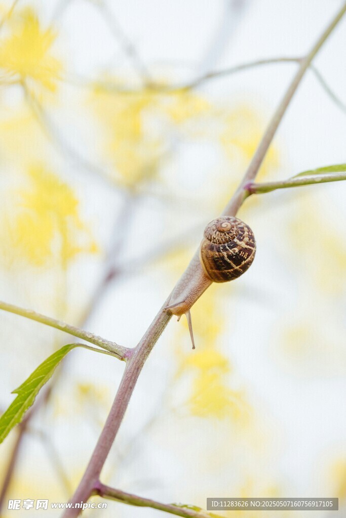 枝头蜗牛特写