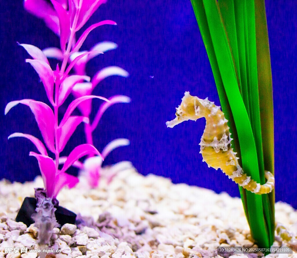 海马与粉色水草的水族景观