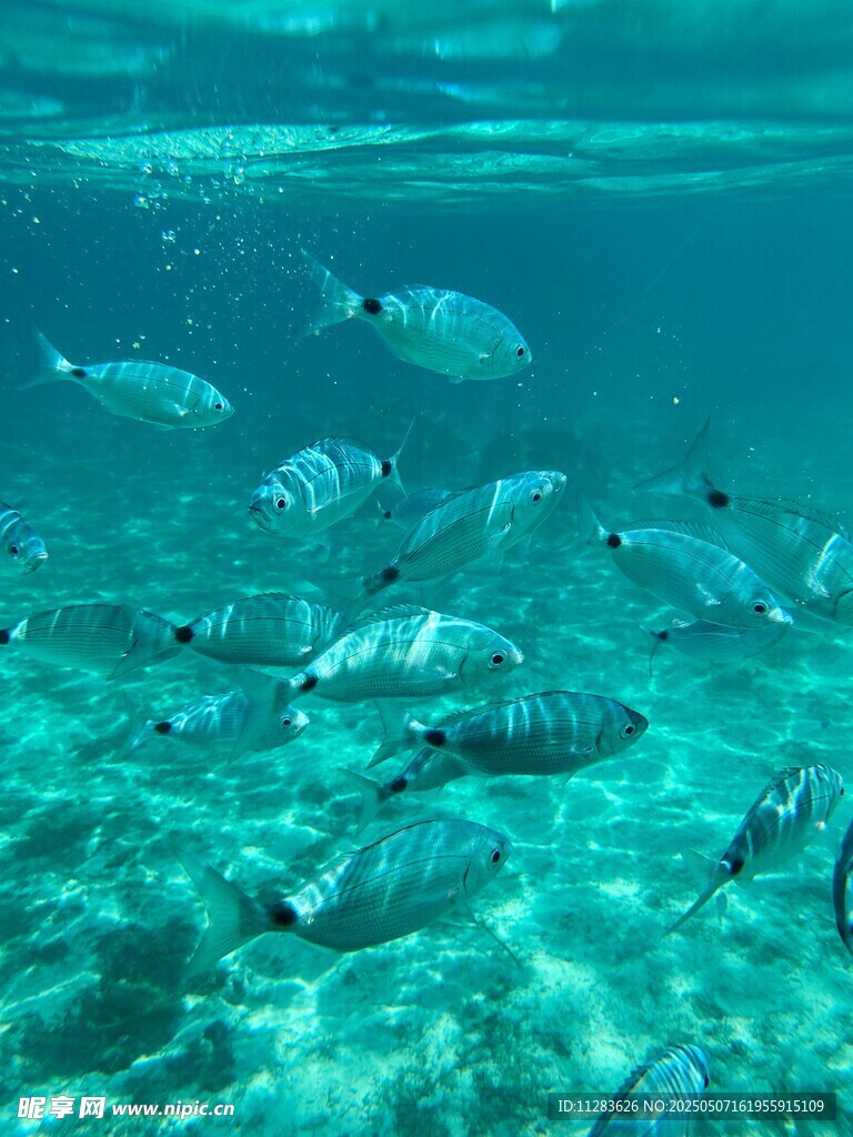 海底畅游的多彩鱼类