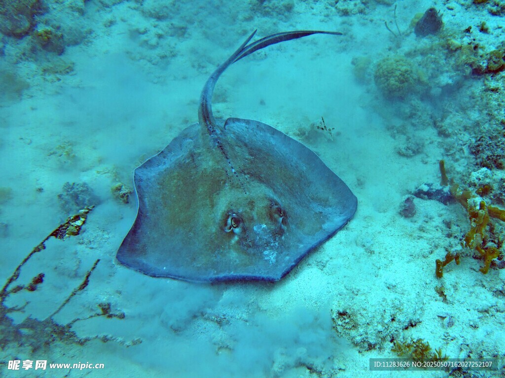 海洋中的蓝紫色魟鱼