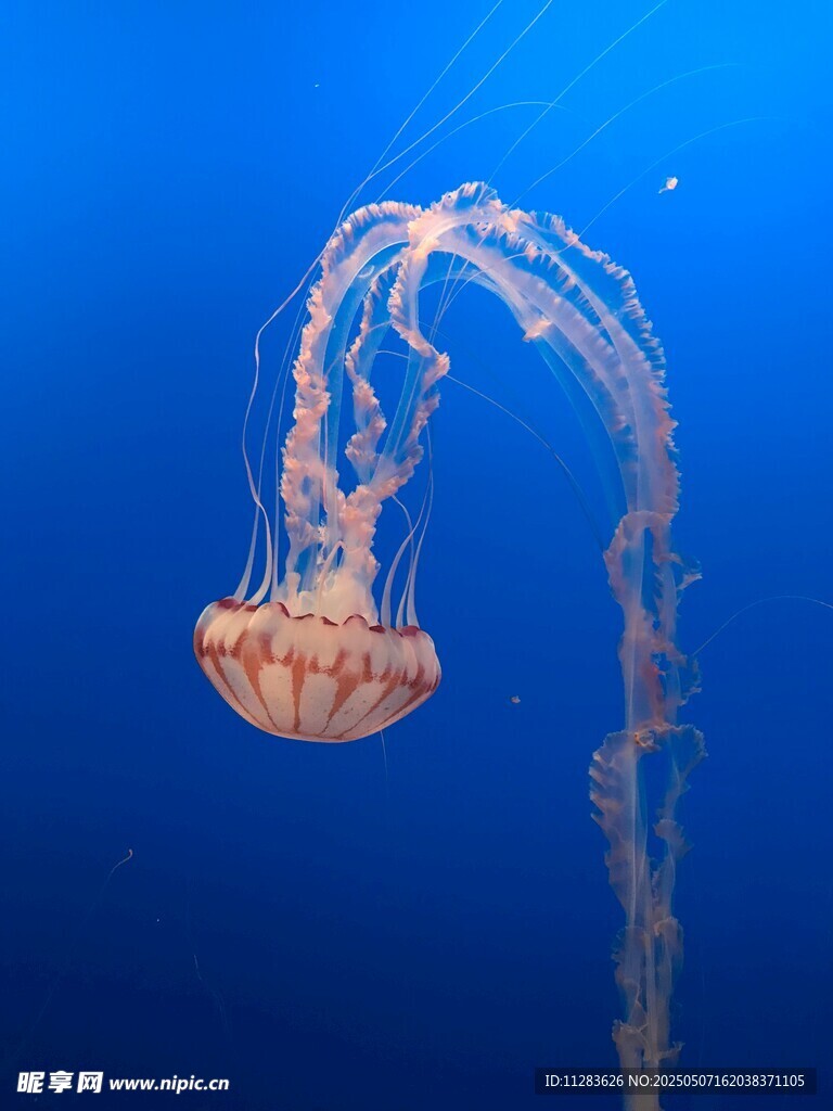 蓝色海洋中的飘逸水母