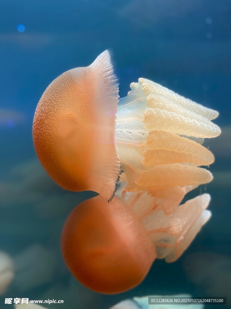 橙色水母在水中优雅游动