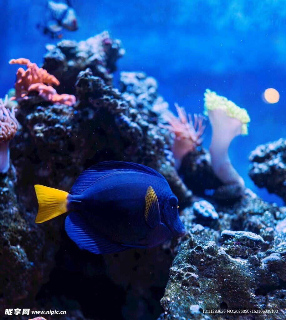 蓝色海鱼畅游多彩珊瑚间