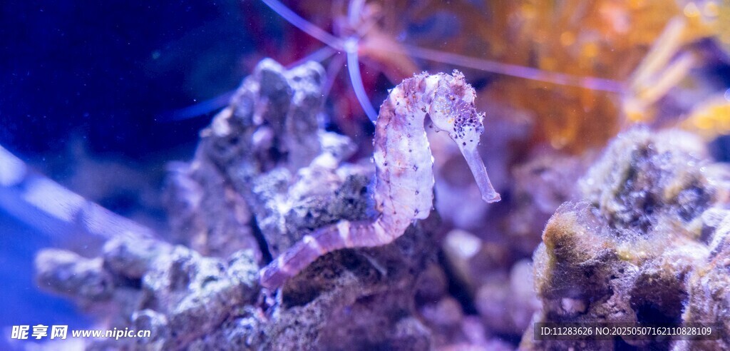 海底珊瑚与海星景观