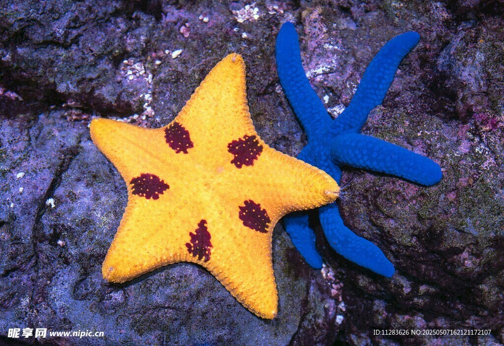 双色海星特写