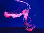 梦幻粉色墨水在水中舞动