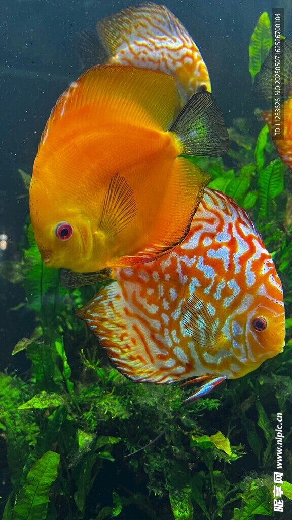 多彩七彩神仙鱼游于水草间