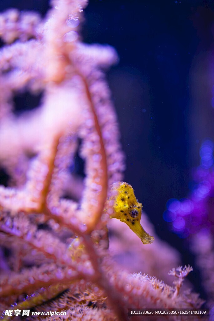 黄色小海马栖息珊瑚间