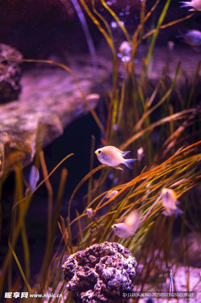梦幻水族景观中的灵动小鱼