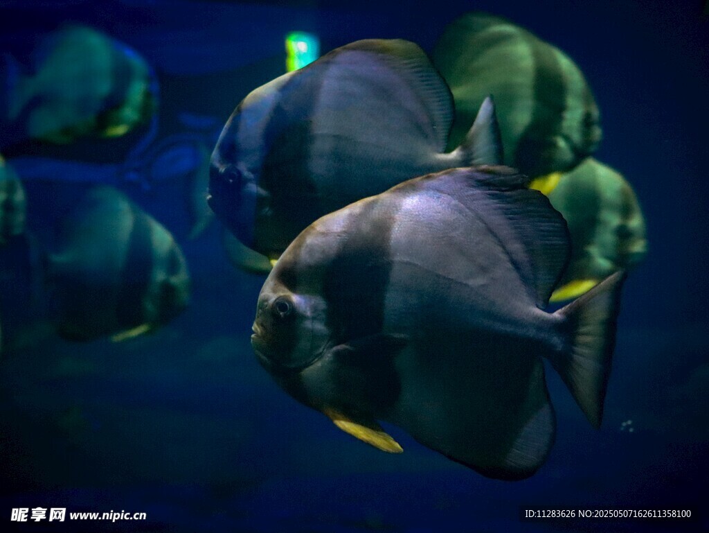 深海中游动的美丽热带鱼